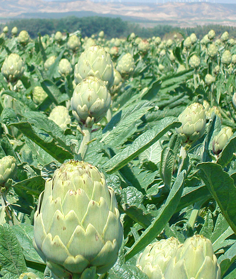 Alcachofa de Tudela y salud del hígado