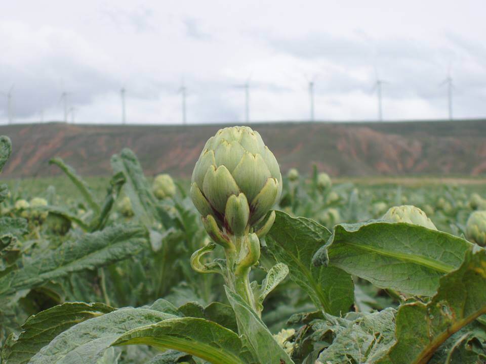 Alcachofa de Tudela: uso en alta cocina